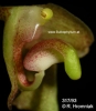 Bulbophyllum maculosum (10)
