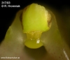 Bulbophyllum maculosum (12)