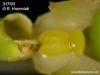 Bulbophyllum maculosum (13)