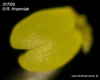 Bulbophyllum maculosum (14)