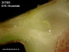 Bulbophyllum maculosum (15)