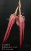 Bulbophyllum mirum (02)