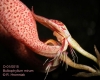 Bulbophyllum mirum (06)