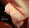 Bulbophyllum mirum (07)