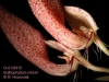 Bulbophyllum mirum (10)