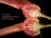 Bulbophyllum mirum (11)