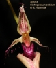 Bulbophyllum putidum (02)
