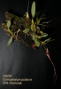 Bulbophyllum putidum (05)
