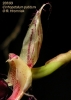 Bulbophyllum putidum (06)