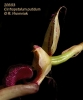 Bulbophyllum putidum (07)