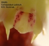 Bulbophyllum putidum (09)