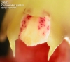 Bulbophyllum putidum (10)