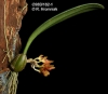 Bulbophyllum spathulatum (01)
