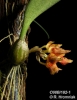 Bulbophyllum spathulatum (02)