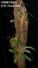 Bulbophyllum spathulatum (03)