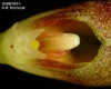 Bulbophyllum spathulatum (06)