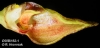 Bulbophyllum spathulatum (10)
