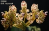 Bulbophyllum violaceolabium (1)