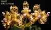 Bulbophyllum violaceolabium (2)