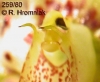 Bulbophyllum violaceolabium (5)