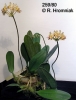 Bulbophyllum violaceolabium (6)