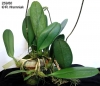 Bulbophyllum violaceolabium (7)