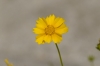 Coreopsis grandiflora (2)
