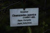 Chaenomeles japonica (7)