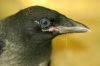 Nebelkrähe - Corvus corone