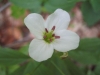 Dreiblatt-Zahnwurz - Blüte