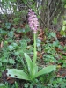 Orchis mascula x Orchis pallens (Naturhybride)
