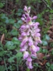 Orchis mascula x Orchis pallens (Nautrhybride)