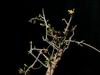 Adenia fruticosa (2)