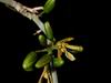 Adenia fruticosa (3)
