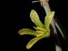 Adenia fruticosa (4)