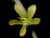Adenia fruticosa (5)