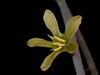 Adenia fruticosa (6)