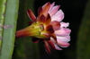 Cereus x hybridum - Säulenkaktus