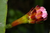 Cereus x hybridum - Säulenkaktus