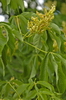 Aesculus flava - Appalachen Rosskastanie