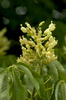 Aesculus flava - Appalachen Rosskastanie