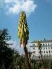 Aloe striatula (2)