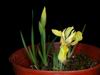 Iris humilis (1)