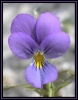 Viola tricolor spp. curtissii