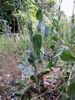 Crepis pannonica (08)