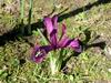 Iris histrioides (1)