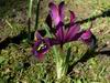 Iris histrioides (2)