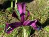 Iris histrioides (3)