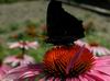 Echinacea pupurea (10)