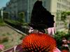 Echinacea pupurea (14)